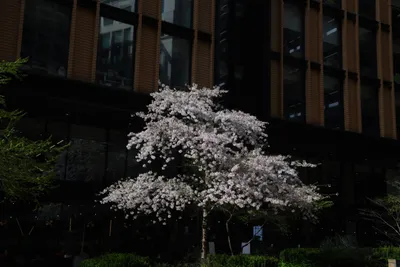 DSC_6858 (Large).JPG